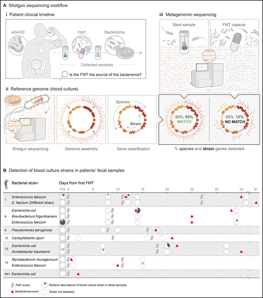 Tracing the source of BSI. (A) Scheme describing the BSI source detection pipeline: collection of relevant biological samples for shotgun sequencing (patient’s positive blood cultures, stool samples, and donor-derived fecal microbiota transplant capsules) (i); construction of the reference genomes using sequences of the positive blood culture strains (genome assembly and gene classification into species core genes and strain gene groups) (ii); and identification of BSI strains in the metagenomic samples (searching for species and strain genes identified in the reference genome) (iii). (B) Detection of blood culture strains in fecal samples. Rows are grouped by patients and correspond with bacterial strains detected in the blood cultures. Using the metagenomic bioinformatic pipeline, we searched for BSI-causing strains within donor and recipient stool samples. Offending bacterial strains were absent from fecal microbiota transplant donor capsules. However, they could be detected in a portion of recipients’ stool samples at various time points before and after the FMT and BSI event. Source data for the figure are available in the data supplement. aGVHD, acute GVHD. Reproduced with permission, copyright © 2022 Elvire Thouvenot.