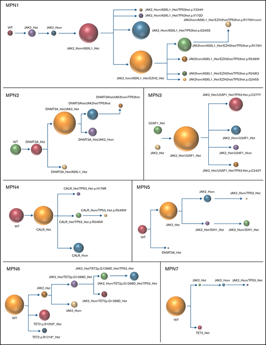 Clonal architecture of TP53-mutated MPN patients. Phylogenetic trees show the order of mutation acquisition during MPN history with maximum likelihood in 8 patients. The mutational history was manually reconstructed from the single-cell data. In the case of MPN3, it was not possible to infer the order of mutation acquisition in JAK2 and U2AF1 because of the absence of cells with wild-type version of these genes. Each circle represents a clone identified in single-cell analysis using Tapestri platform and Tapestry Insights software (Mission Bio). The size of each circle denotes the relative clone size. The nomenclature of each mutation is indicated only when 2 or more mutations were present in the same gene.