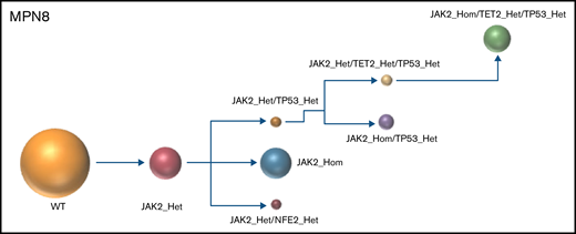 Clonal architecture of TP53-mutated MPN patients. Phylogenetic trees show the order of mutation acquisition during MPN history with maximum likelihood in 8 patients. The mutational history was manually reconstructed from the single-cell data. In the case of MPN3, it was not possible to infer the order of mutation acquisition in JAK2 and U2AF1 because of the absence of cells with wild-type version of these genes. Each circle represents a clone identified in single-cell analysis using Tapestri platform and Tapestry Insights software (Mission Bio). The size of each circle denotes the relative clone size. The nomenclature of each mutation is indicated only when 2 or more mutations were present in the same gene.