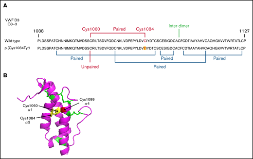 Disulfide connectivity and structural architecture of the VWF C8-3 subunit. (A) Disulfide connectivity of the C8-3 subdomain of the VWF D′D3 assembly. (B) Location of p.(Cys1084) in the crystal structure of the VWF C8-3 subdomain. Intra-subdomain disulfide bonds are annotated in green, the p.(Cys1060)-p.(Cys1084) disulfide bond in yellow, and the cysteine involved in inter-subunit bonding p.(Cys1099) in red. Protein Data Bank 6N29, accessed 20 March 2021. Image rendering was performed with PyMOL software (version 2.1.1).