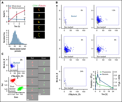 Kinetics of preplatelet maturation. (A) Whole blood and washed platelets anticoagulated with trisodium citrate (citrate blood) was incubated for 3 hours at 37°C to determine change in barbell formation quantified by ISFC at 0, 1.5, and 3 hours and labeled with FITC anti-CD61 and AF674 SiR tubulin (4 μM; n = 6). Washed platelet barbell perimeter measured by ISFC (n = 6). SiR tubulin live-cell labeling of washed platelet barbells (n = 3; bar represents 7 μm). (B-C) Experiments were conducted with washed platelets from human control citrate blood incubated in M199 medium at 37°C for a maximum of 24 hours. (B) Barbell platelet formation at 0, 1.5, 3, 6, and 24 hour time points (visualized using the image flow cytometry barbell gate described in supplemental Figure 3). Quantification of preplatelets and barbells at 0, 1.5, 3, 6, and 24 hour time points (n = 10). (C) before incubation, washed platelets were labeled with either CellTrace™ green (0.2 μg/mL) or red (1 μg/mL) cytosolic dyes, mixed, and incubated for 3 hours to demonstrate that barbells originate from single platelets (n = 3; imaged by ISFC, ×60 magnification; bars represent 7 μm). A*Maj-Ax-Int, area × major axis intensity; Min-Ax-Int, minor axis intensity. (A-B) Two-way analysis of variance with Bonferroni multiple-comparisons test ±1 standard deviation. *P < .05, **P < .01, ***P < .001.