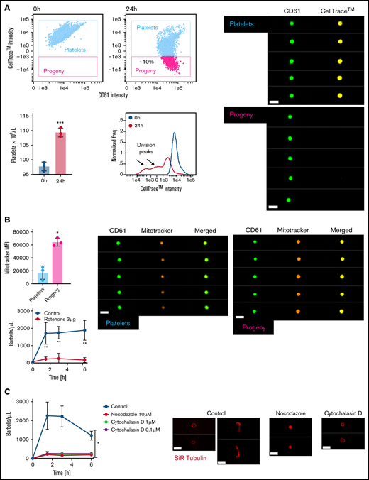 Mapping preplatelet maturation in vitro. Washed platelets were labeled with 2 μg/mL of CellTrace™ yellow cytosolic dye and incubated in serum-free M199 medium for 24 hours. (A) Scatterplots demonstrate the appearance of a discrete population of platelets termed “progeny,” which display a decrease in CellTrace™ yellow MFI (images depicted by CD61 and CellTrace™ fluorescence, using ISFC, ×60 magnification). Percentage increase in platelet count; the CellTrace™ fluorescence profile at 0 and 24 hours is also demonstrated. (B) AF599 Mitotracker Ros CMX MFI of platelets and platelet progeny with representative images and the effect of rotenone (3 μg/mL) on barbell formation when incubating washed platelets for 6 hours. (C) Washed platelets were incubated for 6 hours with nocodazole (10 μM) or cytochalasin D (1 or 0.1 μM), and barbells were quantified by ISFC. To show the effect of either cytoskeletal drug, marginal band morphology was depicted by using AF674 SiR tubulin live-cell labeling (n = 3). (A-C) Bars represent 7 μm. (A) Paired t-test, (B) Mann-Whitney U test and Wilcoxon test, and (C) 2-way analysis of variance. (A-C) ±1 standard deviation. *P < .05; **P < .01; ***P ≤ .001.