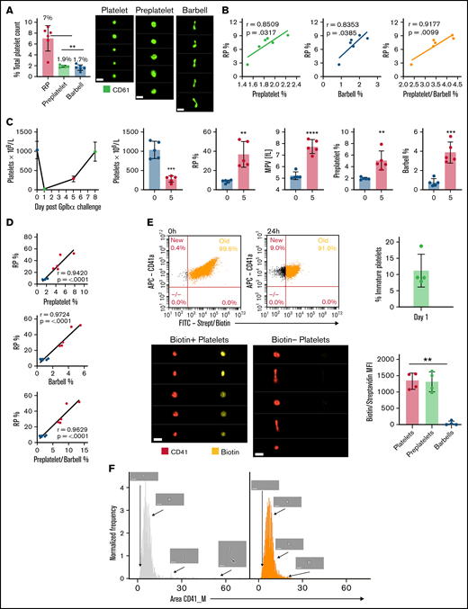 Preplatelets are newly formed immature reticulated platelets. (A) Trisodium citrate–anticoagulated whole blood from WT mice was incubated for 1.5 hours at 37°C, and percentages of RPs identified by flow cytometry and preplatelets and barbells identified by ISFC using anti-CD61-FITC were quantified. Bars represent 7 μm. (B) Preplatelets and/or barbells correlated with RPs (n = 6). (C) Mice (n = 5) were treated with a GPIbα polyclonal antibody (1.5 μg/mL), and platelet counts and MPV were measured by an ABX Pentra 60 (Horiba) hematology analyzer and RPs by flow cytometry with TO labeling on day 0, 1, 5, or 7. (D) Also, preplatelets and barbells were quantified by ISFC with FITC CD61 at days 0 (before platelet depletion) and 5 (after platelet engraftment) and correlated with RPs. Mice (n = 4) were injected IV twice with NHS biotin (4 mg/mL) to label all circulating blood cells with biotin, bled 0 and 24 hours later, and labeled with APC anti-CD41 and FITC-conjugated streptavidin. (E) All circulating platelets were verified as biotin positive at baseline, and newly formed platelets at 24 hours after biotinylation were determined to be biotin negative. Representative ISFC images show biotin-positive and -negative platelet morphology (×60 magnification). Bars represent 7 μm. Biotin MFI of platelets, preplatelets, and barbells was also measured by ISFC at 24 hours. (F) ISFC to determine the size distribution of biotin-negative (immature) and -positive (mature) platelets 24 hours after injection (representative images are depicted with brightfield ISFC imaging, ×60 lens) Bars represent 7 μm. (A,E) One-way analysis of variance with Tukey test, (B,D) Pearson’s correlation coefficient, and (C) unpaired t-test. (A,C,E) ±1 standard deviation. **P < .01; ***P < .001; ****P < .0001.