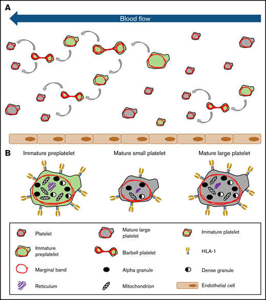 Model of platelet maturation in the bloodstream. (A) Circulating platelets are heterogeneous in size and age. Immature platelets >3 μm in diameter are termed preplatelets (identified by green cytoplasm). These platelet progenitor cells mature by continuously transforming into barbell platelets and undergoing fission into 2 smaller platelets until reaching a size threshold of <3 μm in diameter. Under steady-state production, not all large platelets are immature. Unlike preplatelets, these lack the capacity to undergo maturation. Therefore, mature platelets consist of small and large platelets (identified by gray cytoplasm). (B) Barbell platelets originate from immature preplatelets consisting of a greater nucleic acid content, granule content, number of mitochondria, and HLA I expression, compared with mature small platelets. In contrast, mature large platelets contain a similar number of granules and mitochondria, which are nonspecifically labeled with dyes used for measuring IPF and RPs. Large, mature platelets express slightly less HLA I than immature preplatelets, which could separate preplatelets from mature, large platelets.