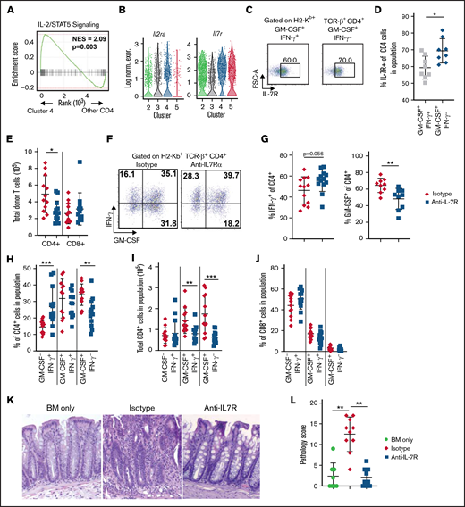 Blockade of IL-7R signaling significantly reduces the emergence of CD4+ GM-CSF+ IFN-γ– T cells and attenuates pathologic damage in the colon during GVHD. (A) Gene set enrichment analysis comparing expression of IL-2/STAT5 signaling-related genes between cluster 4 and other CD4+ T-cell clusters in the scRNAseq data set presented in Figure 2. (B) Violin plots showing log-normalized expression of Il2ra and Il7r in CD4+ T-cell clusters. (C-D) Lethally irradiated Balb/c mice were transplanted with B6 bone marrow (BM) (5 × 106) plus spleen cells (adjusted to yield an αβ T-cell dose of 8 × 105). Representative flow cytometry dot plots (C) and summary data (D) depicting IL-7R expression on donor CD4+ GM-CSF+ IFN-γ+ or CD4+ GM-CSF+ IFN-γ− T cells in the colon at 21 days posttransplantation. Data are from 2 experiments (n = 8 mice per group). (E-L) Lethally irradiated Balb/c mice were transplanted with B6 BM (5 × 106) plus spleen cells (adjusted to yield an αβ T-cell dose of 8 × 105). Recipient mice were treated 3 times weekly intraperitoneally with an anti–IL-7R or isotype control antibody. Colons were harvested 21 days posttransplantation. (E) The total number of donor-derived CD4+ and CD8+ in the colons of mice receiving the indicated treatment. (F) Representative dot plots gated on donor-derived CD4+ cells from the colon showing expression of GM-CSF and IFN-γ. (G) The proportion of donor CD4+ cells isolated from mice in the indicated groups producing IFN-γ (left) and GM-CSF (right). (H-I) The percentage (H) and total number (I) of donor CD4+ T cells isolated from the colon based on expression IFN-γ and/or GM-CSF. (J) The percentage of donor CD8+ T cells isolated from the colon based on expression of IFN-γ and/or GM-CSF. Data in panels E, G, H, I, and J are from 3 experiments (n = 13-14 mice per group). (K) Representative hematoxylin and eosin–stained images of colons 21 days’ posttransplantation. Original magnification is ×100. (L) Pathologic scores of colon tissue from mice transplanted with BM alone or BM and spleen cells and then treated with an isotype control or anti–IL-7R antibody using a semi-quantitative scoring system. Data are from 2 experiments (n = 8-10 mice per group). *P < .05, **P < .01, ***P < .001. FSC-A, forward scatter area; Log Norm. Expr., log-normalized expression; NES, normalized enrichment score.