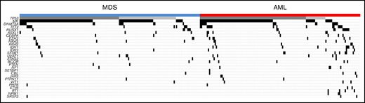 Heatmap of most frequent mutations divided by AML (red) and MDS status (blue).TP53 allelic status is indicated by dark gray (multihit) and light gray (monoallelic), and white is absence of TP53. All other mutations are indicated by black (present) and white (absent). MK is also indicated by black (present) and white (absent).