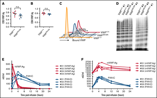 Evaluation of the functional properties of 2N VWF and the viability of plasma FVIII activity in VWF2N/2N mice. (A-B) The capacity of 2N VWF in collagen binding. To investigate if VWF in 2N mice can function normally in binding to collagen, we performed collagen III and IV binding assays, in which a 96-well plate was coated with collagen and plasma VWF:Ag bound to collagen was determined using a protocol similar to VWF:Ag ELISA. Plasma VWF:Ag levels were determined by ELISA in parallel. Pooled plasma from wild-type C57BL/6J mice was used as a standard. (A) The ratio of collagen III-bound VWF (CB3) to plasma VWF:Ag. (B) The ratio of collagen IV-bound VWF (CB4) to plasma VWF:Ag. (C) The capacity of 2N VWF in platelet binding. To determine if VWF in 2N mice can bind effectively to platelets, we performed a VWF/platelet-binding assay. VWF was activated by botrocetin in whole blood, and VWF-bound platelets were analyzed by flow cytometry. Samples from VWF−/− and VWF+/+ mice were used as controls in parallel. Data shown are representative histograms and the mean value from 3 mice in each group. (D) The ability of 2N VWF in multimerization. To examine if VWF in 2N mice can fully multimerize, we ran VWF multimers on plasma samples from 2N mice. Plasmas from VWF2N/+ and VWF+/+ mice were run in parallel. (E-F) The viability of plasma FVIII in 2N mice. To investigate if FVIII is viable in VWF2N/2N mice, rhVWF, or mVWF, was infused into VWF2N/2N mice. Blood samples were collected at various time points after infusion, and plasmas were isolated for VWF and FVIII assays. (E) Functional FVIII:C levels in VWF2N/2N mice upon rhVWF infusion. VWF2N/2N mice were infused with 50 U/kg of rhVWF (Vonvendi, Baxalta) via retro-orbital venous plexus injection. Human VWF:Ag levels were determined by VWF:Ag ELISA using anti-human specific antibodies, and pooled human plasma was used as the standard. Plasma FVIII:C levels were determined by a chromogenic assay, and rhF8 was used as the standard. (F) Functional FVIII:C levels in VWF2N/2N mice upon mVWF infusion. VWF2N/2N mice were infused with 200 μL of pooled plasma from FVIII−/− mice. Mouse VWF:Ag levels were determined by ELISA using mouse-specific antibodies, and pooled plasma from wild-type C57BL6 mice was used as the standard. Plasma FVIII:C levels were determined by a chromogenic assay, and rhF8 was used as the standard. These data demonstrate that VWF from 2N mice has normal functional activities in binding to collagen and platelets and in multimerization. The endogenous mouse FVIII in VWF2N/2N mice is bioavailable and can be stabilized in plasma in the presence of normal VWF.