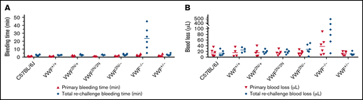 Assessment of the bleeding phenotype in VWF2N mice using lateral TVT injury model. Male and female mice with ages of 8-20 weeks old of VWF+/+, VWF2N/+, VWF2N/2N, VWF2N/-, VWF−/−, and VWF+/− genotypes were used in this study. Animals were anesthetized with isoflurane, and lateral TVT was performed at the position of 2.5 mm diameter of the prewarmed tail, introducing a 1-mm depth incision of the left lateral tail vein by sliding a scalpel blade through a transverse groove in an aluminum transection template block. The wounded tail was submerged into 14 mL of prewarmed saline and monitored for 15 minutes. The tail was removed from the saline if the bleeding stopped within 15 minutes or at 15 minutes if it did not stop, and clotting was rechallenged a total of 3 times. Primary and rechallenge bleeding times were recorded. Blood loss was quantified by lysing red cells in 10 mL of distilled H2O and measuring hemoglobin at OD575 nm, and blood loss was calculated according to a standard curve generated from known amounts of pooled blood from wild-type C57BL/6J mice. Total bleeding times and blood losses during 3 rechallenges were combined. Mice from our wild-type C57BL/6J colony and VWF+/+ (VWF2N littermates, also on a C57BL6 background) served as controls. (A) Bleeding times during primary challenge and rechallenges. (B) Blood loss during primary challenge and rechallenges. These data demonstrate that 2N VWF can still help to initiate clot formation in vein injury if the subendothelial matrix around the wound remains.