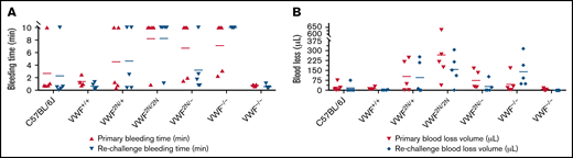 Assessment of the bleeding phenotype in VWF2N mice by a TTT injury model. Male and female mice age 8 to 20 weeks of VWF+/+, VWF2N/+, VWF2N/2N, VWF2N/−, VWF−/−, and VWF+/− genotypes were assessed for their bleeding phenotype. Animals were anesthetized with isoflurane, and 4 mm of the tail tip was clipped. The wounded tail was submerged in 14 mL of prewarmed saline and monitored for 10 minutes. The tail was removed if the bleeding stopped within 10 minutes or at 10 minutes if it did not stop and rechallenged once. Bleeding times were recorded. Blood loss was measured by lysing red cells in 10 mL of distilled H2O and measuring hemoglobin at OD575 nm, and blood loss was calculated according to a standard curve generated from known amounts of pooled blood from wild-type C57BL/6J mice. Mice from our wild-type C57BL/6J colony and VWF+/+ (VWF2N littermates, also on a C57BL6 background) served as controls. (A) Bleeding times during primary challenge and rechallenge. (B) Blood loss during primary challenge and rechallenge. These data demonstrate that both primary and secondary hemostasis are impaired in VWF2N/2N mice in a severed tail tip injury model.