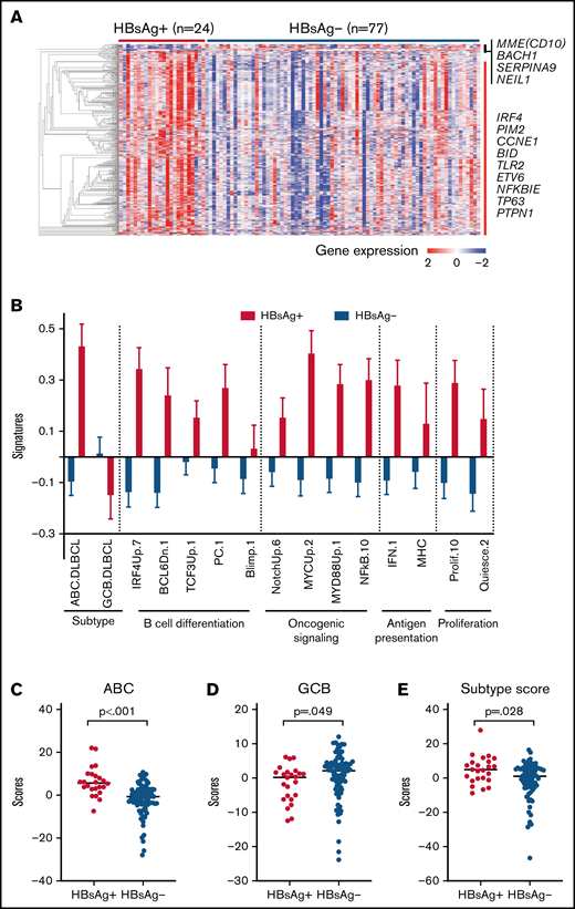 HBsAg+ FLs display a distinct gene expression pattern. (A) HBsAg+ FLs showed a distinct gene expression profile. The normalized expression levels were analyzed using Qlucore Omics Explorer software. Significantly and differentially expressed genes between HBsAg+ (n = 24) and HBsAg− (n = 77) FLs were used to draw the heatmap. (B) Comparison of expression signatures in HBsAg+ and HBsAg− FLs. The expression signatures were determined using gene sets (https://lymphochip.nih.gov/signaturedb/) based on previously described methods.66 (C-E) HBsAg+ FLs expressed higher levels of genes associated with ABC-DLBCLs (C) and lower levels of genes associated with GCB-DLBCLs (D), giving rise to an ABC-like phenotype in general (E). The analysis of ABC and GCB scores was performed based on previously described methods.40 The Mann-Whitney U test was used to calculate the P value.