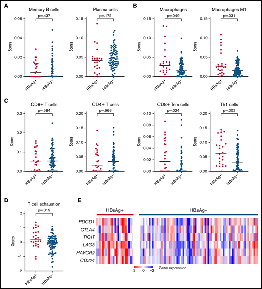 HBsAg+ FLs display a different TME. (A-C) Comparison of different types of tumor-infiltrating immune cells in HBsAg+ (n = 24) and HBsAg− (n = 77) FLs, including B-cell types (A), macrophages (B), and T-cell types (C). RNAseq data were used to predict tumor-infiltrating immune cells based on the online tool xCell (https://xcell.ucsf.edu/). (D-E) Dot plot (D) and heatmap (E) show increased T-cell exhaustion in tumor cells from HBsAg+ FLs. A 6-gene panel (PDCD1, CTLA4, TIGIT, LAG3, HAVCR2, and CD274/PD-L1) was used to generate a score of T-cell exhaustion. The Mann-Whitney U test was used to calculate the P value. RNAseq, RNA sequencing.