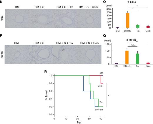 Cobimetinib suppresses murine pulmonary GVHD, whereas trametinib does not. (A-D) B10.BR mice were treated with CY/TBI and transplanted with bone marrow cells (BM) only or BM plus T cells (BM + T) from C57BL/6 mice. (A) Survival curves of mice (n = 10 per group) transplanted with BM or BM + T and treated with trametinib or cobimetinib. Transplantations were performed twice, independently. (B) H&E–stained specimens of bronchioles from mice transplanted with BM or BM + T and treated with trametinib or cobimetinib. Proportions of bronchiolitis among all bronchioles (C) and clinical GVHD scores (D) of the mice. (E-Q) B10.BR mice were treated with CY/TBI and transplanted with BM only or BM plus splenocytes from C57BL/6 mice. (E) Survival curves of mice transplanted with BM or BM + S and treated with trametinib, cobimetinib, or tacrolimus. Tacrolimus-treated group, n = 10 mice; other groups, n = 20 mice. Transplantations were performed 4 times independently. (F-H) Pathologic images of H&E–stained specimens from mice transplanted with BM + S: bronchiolitis (F), perivascular inflammation (G), and macrophage aggregation (H). (I) Proportions of mice with bronchiolitis, perivascular inflammation (PI), and macrophage aggregation (MA) among 10 mice given BM + S. (J) Representative pathologic images of H&E–stained tissues around bronchioles. (K) Proportions of bronchiolitis in all mouse bronchioles (n = 5 mice per group). Bars, mean values; error ranges, standard error of the mean (SEM). (L) Airway resistance of the mice is shown. Bars, mean values; error range, SEM. (M) Bar graphs of lung compliance data are shown. Bars, mean; error range, SEM. (N-Q) Immunohistochemically stained murine lung specimens. Representative images of CD4 staining (N) and numbers of CD4+ cells in peribronchial areas (O) (n = 5 per group). Representative images of B220 staining (P) and numbers of B220+ cells in peribronchial areas (Q) (n = 5 per group). (R) B10.BR mice were treated with CY/TBI and transplanted with BM only, or BM with B and T cells from C57BL/6 mice. Survival curves of mice (n = 10 per group) transplanted with BM or BM + B/T cells and treated with trametinib or cobimetinib. Transplantations were performed twice independently. The log-rank test was used to compare survival rates between the 2 groups, and the two-tailed unpaired t test was used for comparisons between 2 groups of continuous variables. ∗P < .05, ∗∗P < .01. Cobi, cobimetinib; N.S., not significant; Tra, trametinib.