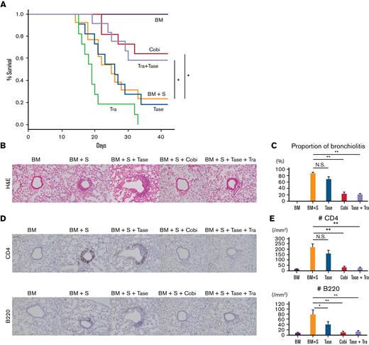 Treatment with a combination of trametinib and taselisib inhibits the development of pulmonary GVHD in mice. B10.BR mice were given CY/TBI and were transplanted with bone marrow cells (BM) only, or bone marrow cells plus splenocytes (BM + S) from C57BL/6 mice. Trametinib, taselisib, cobimetinib, and trametinib plus taselisib were administered. (A) Survival curves of recipient mice are shown. Vehicle or combination therapies, n = 12 per group; others, n = 11 per group. Transplantations were performed twice, independently. (B) Pathologic images around bronchioles of lung specimens stained with H&E. (C) The proportions of bronchiolitis in all bronchioles in mice receiving BM/BM + S and treated with taselisib, cobimetinib, or taselisib + trametinib (n = 5 per group). Bars, mean values; error range, standard error of the mean. (D) Immunohistochemically stained images of murine bronchioles. Upper, CD4; lower, B220. (E) Numbers of CD4+ and B220+ cells in the peribronchial areas (n = 5 per group). Bars, mean values; error range, standard error of the mean. The log-rank test was used to compare survival between 2 groups, and a two-tailed unpaired t test was used for comparisons between 2 groups of continuous variables. ∗P < .05, ∗∗P < .01, Cobi, cobimetinib; N.S., not significant; Tase, taselisib; Tra, trametinib.