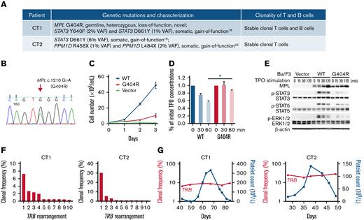 Genetic alterations and clonal lymphocytes patterns in these patients. (A) A list of the pathogenic blood cell mutations and clonality of T and B cells detected in each patient. (B) Sanger sequencing data of the MPL c.1210G>A (G404R) heterozygous mutation in CT1 using both blood and hair DNA samples. (C) The MPL G404R mutation failed to support TPO-stimulated growth of Ba/F3 cells. Ba/F3 cells expressing WT MPL, mutant MPL, or vector were incubated in medium without IL-3 but containing 10 ng/mL TPO. Cell numbers were counted daily using hemocytometer and displayed as mean plus or minus SD. (D) The mutant MPL is impaired in TPO uptake, a process involving TPO-MPL binding at the cell surface and its subsequent internalization. Ba/F3 cells expressing WT or mutant MPL were seeded in 6-well plates containing equal amounts of TPO with 5 × 106 cells per well. TPO uptake was monitored by measuring the remaining TPO concentration in cell supernatant after designated incubation time. After 60 minutes, the remaining TPO in WT cells was significantly lower than that of mutant cells (P = .0108) based on paired Student t test. Mean plus or minus SD of 2 separate experiments is displayed. (E) Mutant MPL leads do reduced JAK-STAT pathway activation upon TPO stimulation. Compared with WT MPL (WT), Ba/F3 cells expressing the mutant MPL (G404R) had reduced phosphorylation of JAK-STAT pathway proteins such as p-STAT3, p-STAT5, and p-ERK1/2 after 15 to 120 minutes of TPO stimulation as revealed by western blot. Ba/F3 cells transfected with the expression vector (Vector) was a negative control. β-Actin was a loading control for western blot. (F) Clonality of T cells in CT1 and CT2. Histograms show the frequencies of the top 10 clones of T-cell receptor β locus (TRB) in a sample at platelet count descending phase. Both CT1 and CT2 had clonal TRB. (G) The top clones of TRB in 6 sequential samples in CT1 and 5 in CT2 were identical. Their clonal frequencies were plotted and linked to show their stable longitudinal patterns over a platelet count cycle. IL-3, interleukin-3; SD, standard deviation; VAF, variant allele frequency.