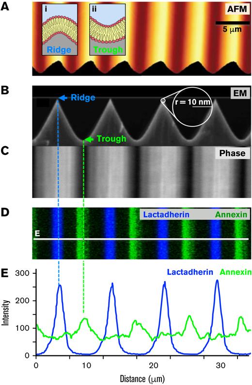 Lactadherin binds convex ridges of supported membranes and annexin A5 binds concave valleys. We fabricated chemically etched silica nano-ridge/-trough substrates as described in “Materials and methods.” (A) Color-coded AFM topographic image of a representative substrate containing ridges (yellow) and troughs (orange/brown) with radii of curvature of +10 and −300 nm, respectively. Insets i and ii: schematics of the expected positively and negatively curved lipid bilayers formed on the ridges and troughs, respectively. (B) A high-resolution scanning electron microscopy side-view image of the substrate. (C) Top-down phase images of the substrate showing brightly reflective ridges and dark troughs. (D) Substrates were overlaid with lipid bilayers containing 4% PS, 20% PE, and 76% PC followed by incubation with 10 nM lactadherin-alexa-647 (blue pseudocolor) and 10 nM annexin A5-FITC (green) in the presence of calcium and imaged by serial-section confocal microscopy. Compressed z stacks are represented as a maximum-intensity projection image. (E) Fluorescence intensity profiles corresponding to the white line in panel D. Lactadherin preferentially bound to the positively curved ridges, whereas annexin A5 selectively bound to the negatively curved troughs (dashed lines). Additional quantitative evaluation displayed in supplemental Figure 1.