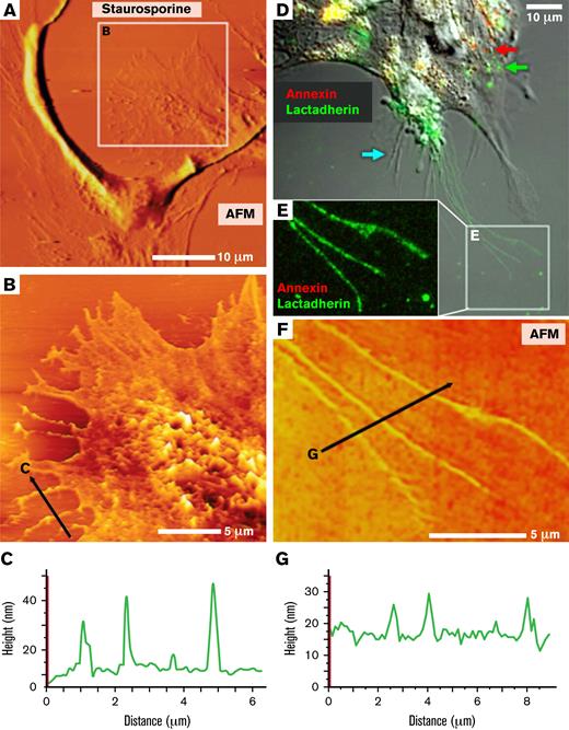 AFM topographic and fluorescence imaging of PS-containing domains on stressed HUVECs. (A) HUVECs grown on glass substrates and treated with staurosporine as in Figure 2 (0.5 μM, 15 minutes) followed by topographic AFM imaging, as described in “Materials and methods.” The representative micrograph shows a cell undergoing retraction with filopodialike protrusions. (B) High-resolution scan of the boxed region in panel A. (C) Topographic profile of the retracted portion of the cell along the black line in panel B indicating that the heights of 3 individual filopodialike structures varied between ∼20 and 30 nm. (D) HUVECs were treated with staurosporine, then incubated live with 10 nM lactadherin-488 (green) and annexin A5-Cy3 (red) and imaged by confocal and differential interference contrast (grayscale) microscopy. A representative image shows that the cell body contained punctate structures that preferentially bound either lactadherin or annexin A5 (eg, green and red arrows), though some areas of apparently coincident (yellow) binding were also noted. Thin filopodialike structures were at the periphery and a subset strongly bound lactadherin, but not annexin A5 (see box in panel E). Some filopodia bound neither lactadherin nor annexin A5 (cyan arrow). (E) A higher magnification fluorescent image of the area indicated in panel D. (F) High resolution AFM topographical scanning image of the cells protrusions shown by fluorescence in panel E. (G) Topographic profile of the protrusions along the line indicated in panel F, with a mean diameter of ∼15 nm.