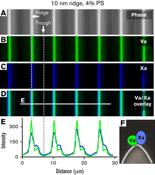 Factor Va binding sites and prothrombinase assembly localize to convex membrane ridges. Lipid bilayers containing 4% PS, 20% PE, and 76% PC were prepared on substrates with 10-nm radii ridges. Factor Va-Alexa 488, 10 nM (green) and 10 nM factor Xa-Alexa 647 (factor Xa-Glu-Gly-Arg-biotin/streptavidin-Alexa 647; blue) were incubated in the buffer overlaying the membrane ridges. (A) Differential interference contrast imaging mode localizes ridges (white) and troughs (dark) of the silica substrate. (B-C) Fluorescence images of bound factor Va–Alexa 488 and factor Xa–Alexa 647, respectively. (D) Overlay of images in panels A to C. (E) Fluorescence intensity line scans of the line in panel D shows that factors Va and Xa exhibited coincident and preferential binding to the convex ridges. See scheme in panel F.