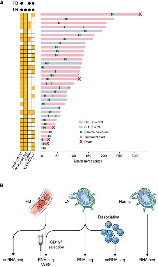 Patient samples and experimental design. (A) Swimmer plot of each patient from the time of diagnosis to last follow-up or death. Diagnosis of CLL or small lymphocytic lymphoma and timing of sample collection and treatment initiation are shown. Some patients had not received the first treatment at the last follow-up. The types of sequencing performed on PB and LN samples are indicated on the left. (B) Illustration of the types of sequencing performed: (1) bulk RNA-seq (n = 29); (2) WES (n = 14) of CD19+ tumor cells from paired PB and LN samples; (3) scRNA-seq of paired PB and LN samples (n = 5); (4) bulk RNA-seq of unsorted CLL LN samples (n = 34); and (5) bulk RNA-seq of unsorted normal LN samples (n = 4).