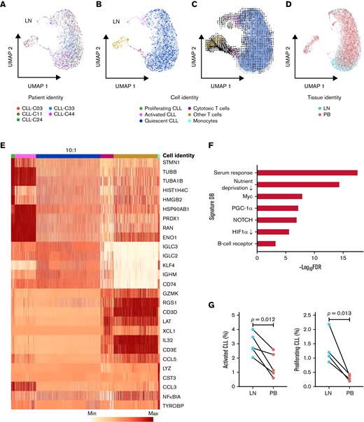 Single-cell transcriptomic analysis reveals intratumoral heterogeneity in LNs. (A) Uniform manifold approximation and projection (UMAP) of integrated scRNA-seq data from 15 107 single cells across 5 LN samples. Each color represents a different LN sample. (B) Clustering of LN single cells into major cell lineages and subpopulations. Each color represents a different cell identity cluster. CLL cells clustered into 3 subpopulations (proliferating, activated, quiescent) based on differences in transcriptional profiles. (C) RNA velocities derived from deterministic modeling projected on a UMAP of LN samples. CLL cells begin in the proliferating state, transition to the activated state, and end in the quiescent state. (D) UMAP of single cells from PB and LN (n = 5 pairs). Cell rendering after integration of PB and LN data is slightly different from that of LN data alone, as expected when computed from combined data. (E) Heatmap of the 5 most differentially expressed genes in each cell identity cluster. The color scale represents the number of reads mapping to the indicated gene per 10 000 reads. The size of the quiescent CLL population has been downscaled to improve the visualization of smaller clusters. Each column representing a quiescent CLL cell is 0.1× the width of columns representing other cells. (F) Significant overlap (hypergeometric test, FDR <0.05) between genes upregulated in activated CLL cells in LN and the indicated gene signatures. (G) Percentage of activated and proliferating CLL cells in LN and PB. Connecting lines indicate paired samples from each patient.