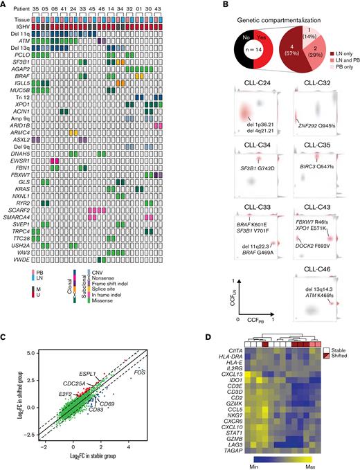 The immune microenvironment constrains clonal expansion. (A) Distribution of CNAs and nonsilent mutations in WES of paired PB and LN samples in 14 patients. Only CNAs or genes mutated in ≥2 patients are shown. No clonal inframe indels or subclonal nonsense mutations were detected. (B) Top: pie charts of the proportion of patients with genetic compartmentalization of subclones defined as an absolute difference in CCF >0.25 between PB and LN by WES. Bottom: density plots of CCF in PB and LN in patients demonstrating subclonal expansion in each compartment (CLL-C33 and CLL-C43), in LN only (CLL-C24, CLL-C32, CLL-C34, and CLL-C35), and PB only (CLL-C46). The subclone(s) with genetic compartmentalization are highlighted in red in each patient. (C) Comparison of mean FC in gene expression by bulk RNA-seq in LN relative to PB between patients with (shifted) and without (stable) subclonal expansion in LN. Each dot is the FC in the expression of a gene in LN relative to PB averaged across 6 patients in the shifted group (y-axis) and 7 patients in the stable group (x-axis). Colored dots are genes with a significant difference in FC between these 2 groups (Δlog2FC >0.5; FDR <0.05). (D) Heatmap of a T-cell inflammatory signature expression by bulk RNA-seq and hierarchal clustering dendrogram of stable (n = 7) and shifted (n = 6) patients. The top row shows stable patients in white and shifted patients in red or pink. Red and pink colors correspond to patients with expanded subclone(s) in LN only and those with expanded subclone(s) in LN and PB, respectively. CNAs, copy number alterations.