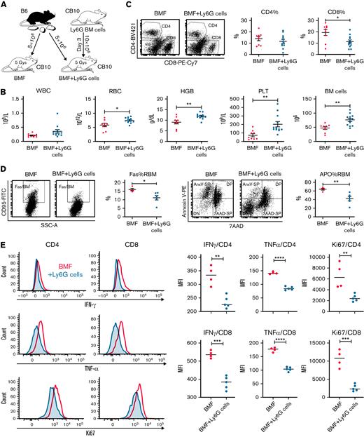 As therapy, G-MDSCs attenuate BMF in minor histocompatibility–mismatched C.B10 mice. (A) G-MDSCs were injected at day 3 after LN cell infusion in the C.B10 BMF model. (B) Relative to BMF controls, G-MDSC–treated mice (n = 12) had higher WBCs, RBCs, HGB, PLTs, and total BM cells at day 14 following model initiation relative to untreated BMF mice (n = 9). (C) G-MDSCs decreased CD4 and CD8 T-cell infiltration of BM. (D) G-MDSCs decreased Fas expression and Annexin V binding of residual BM cells (RBMs). (E) G-MDSCs suppressed intracellular levels of IFN-γ and TNF-α, as well as cell proliferation protein Ki67 in BM CD4 and CD8 T cells relative to BMF control mice. (F) The correlations of BM G-MDSCs with WBC, RBC, and PLT in peripheral blood and RBM, CD4% T cells, and CD8% T cells in the BM were analyzed by linear regression. Data are shown as means with standard errors. ∗P < .05; ∗∗P < .01; ∗∗∗P < .001; ∗∗∗∗P < .0001.