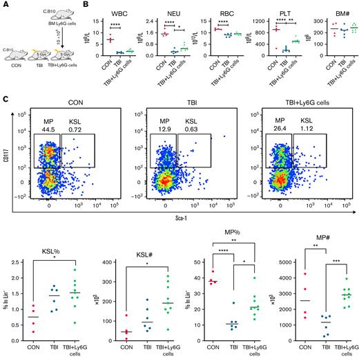 G-MDSCs improves hematopoiesis under irradiation-mediated BM suppression. (A) C.B10 mice were irradiated at 5 Gy (TBI, n = 6), some mice were treated with 10 × 106 C.B10 BM G-MDSCs/mouse IV (TBI+Ly6G cells, n = 9), normal C.B10 mice were included as normal controls (CON, n = 4). (B) Complete blood counts and total BM number were evaluated at 2 weeks after irradiation. (C) Hematopoietic stem and progenitor cells in the BM. Flow cytometry plots were gated from Lin− cells. Frequency and absolute number of KSL (CD117+Sca-1+Lin−) and myeloid progenitor cells (MP, CD117+Sca-1−Lin−) are displayed. Data are shown as means with standard errors. ∗P < .05; ∗∗P < .01; ∗∗∗P < .001; ∗∗∗∗P < .0001.