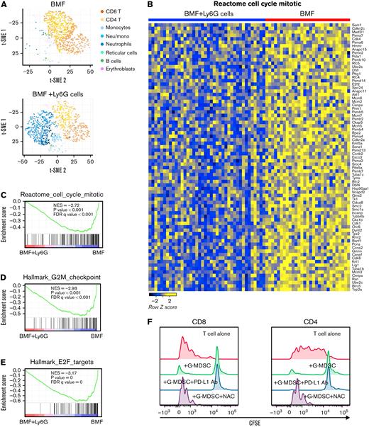 Surface proteins and mRNA expression at single cell level in whole BM mononuclear cells in therapy model detected by TotalSeq. (A) Increased proportion of myeloid cells and reduced proportion of T cells in the BM cells from G-MDSC–treated mice based on cell surface markers and marker genes of cell populations. (B) Heatmap of enriched genes in cell cycle pathway in BM infiltrated T cells from G-MDSC–treated mice compared with BMF control mice. Gene set enrichment analysis (GSEA) of differentially expressed genes in cell cycle (C), G2M checkpoint (D), and E2F targets (E) pathways in BM-infiltrated T cells from G-MSC–treated mice compared with BMF control mice. NES, normalized enrichment score; FDRq, false discovery rate q-value. (F) Involvement of reactive oxygen species pathway in G-MDSC–mediated suppression of T-cell proliferation. BM G-MDSCs obtained from C.B10 mice were added to CFSE-labeled LN cells from C57BL/6 (B6) mice at 2:1 ratio for 5 days after stimulation by PMA with ionomycin. N-acetylcysteine (1 mM) or anti-mouse PD-L1 antibody (10 μg/mL) was added to detect the effects of reactive oxygen species inhibition and checkpoint blockade on T-cell proliferation. A representative result of duplicate experiments is shown.