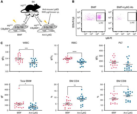 Anti-Ly6G Ab–mediated G-MDSC depletion accelerates BM damage in the MHC-mismatched CByB6F1 AA model. (A) LN cells extracted from B6 donor mice were injected into 5 Gy TBI pretreated CByB6F1 recipients. Some recipients also received intraperitoneal injection of anti-mouse Ly6G antibody at 500 μg/mouse to deplete G-MDSCs. (B) At 2 weeks, clearance of Ly6G+ cells in BM of antibody-injected animals was confirmed by flow cytometry. (C) At this time point, there was worse neutropenia, anemia, and thrombocytopenia in peripheral blood and BM hypoplasia in anti-Ly6G antibody–injected BMF mice (n = 18) than in control BMF mice without antibody injection (n = 18), as well as increased CD4 and CD8 T-cell infiltration in the BM. Data are shown as means with standard errors. ∗P < .05; ∗∗P < .01; ∗∗∗P < .001; ∗∗∗∗P < .0001.