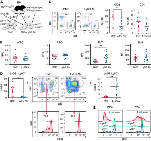 Anti-Ly6G Ab mediates intermediate Ly6G+cell expansion, resulting in mild attenuation of marrow failure in minor histocompatibility–mismatched C.B10 AA model. (A) Anti-Ly6G antibody was injected into a minor histocompatibility (minor-H)–mismatched C.B10 BMF model at the time of LN infusion. Anti-Ly6G antibody improved PLTs (B), reduced BM CD8 T-cell frequency (C) with no change in total BM cell recovery. (D) Anti-Ly6G antibody treatment promoted generation of a new Ly6ClowCD11b+ cell population with intermediate Ly6G expression. (E) Ly6G intermediate population showed similar immunosuppressive function as did G-MDSCs from normal control mice. The function assay was duplicated. BMF control group (n = 12), BMF+anti-Ly6G antibody group (n = 12). Data are shown as means with standard errors. ∗P < .05; ∗∗P < .01; ∗∗∗P < .001.
