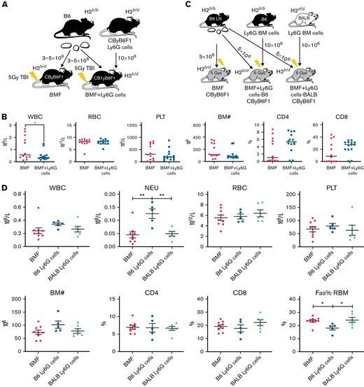 G-MDSCs exert mild to no effect on attenuation of immune-mediated BMF in MHC-mismatched CByB6F1 recipients. (A) G-MDSC treatment of murine BMF in CByB6F1 model. BM G-MDSCs were isolated from CByB6F1 donor mice and were injected to MHC-mismatched CByB6F1 model at 10 × 106 G-MDSCs/mouse (BMF+Ly6G cell) at the time of B6 mice-derived LN cell infusion. (B) G-MDSCs from CByB6F1 donor mice (n = 14) did not improve pancytopenia and BM cellularity compared with control BMF mice (n = 12), even increased T-cell infiltration in BM. (C) BM G-MDSCs were isolated from B6 or BALB donor mice and were injected into MHC-mismatched CByB6F1 model at 10 × 106 G-MDSCs/mouse (BMF+Ly6G cells) at the time of B6-derived LN cell infusion. (D) B6-derived G-MDSCs (MHC-matched with B6 LN, n = 5) showed mild improvement of neutropenia and BM cellularity and decreased Fas expression in residual BM cells (RBM) in CByB6F1 recipient mice at day 14. BALB-derived G-MDSCs (MHC-mismatched with B6 LN, n = 6) did not show any improvement of BMF compared with control mice (n = 9). Data are shown as means with standard errors. ∗P < .05; ∗∗P < .01.