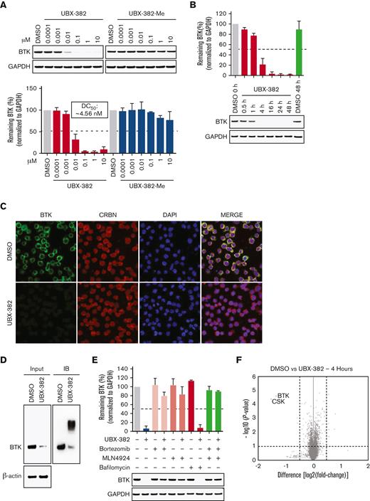 UBX-382 potently degrades BTK via proteasome action in B-cell malignant cell lines. (A) BTK degradation in response to increasing UBX-382 and UBX-382-Me doses in TMD-8 cells over 24 hours. BTK levels were measured by immunoblotting using specific antibodies and values for the remaining BTK were normalized using glyceraldehyde-3-phosphate dehydrogenase (GAPDH) intensity as a loading control. The results represent 2 independent experiments (n = 2). (B) Immunoblotting analysis of time-dependent degradation of BTK by treatment with UBX-382 in TMD-8 cells. The cells were treated with 100 nM UBX-382 for 0.5, 1, 4, 16, 24, and 48 hours and harvested for the analysis of BTK levels using BTK antibody. The remaining BTK values were normalized using GAPDH intensity as a loading control. The results represent 2 independent experiments (n = 2). (C) The degradation effect of BTK by UBX-382 as determined by immunofluorescence analysis in the TMD-8 cells. Variations in BTK levels and CRBN as a result of treatment with UBX-382 for 24 hours were observed by immunofluorescence using specific antibodies as indicated in “Materials and methods.” The TMD-8 cells were visualized using a confocal microscope (original magnification ×400) green, BTK; red, CRBN; and blue, nucleus. Scale bars, 20 μm. (D) BTK polyubiquitination was induced by treatment with 100 nM UBX-382 for 2 hours in Ramos cells. The polyubiquitin chains on BTK were observed using TUBE1 pull-down experiments as described in “Materials and methods.” β-actin was used to confirm an equal amount of protein loading. The results represent 2 independent experiments (n = 2). (E) BTK degradation is mediated by the ubiquitin-proteasome system in TMD-8 cells. The TMD-8 cells were pretreated with 0.1 μM bortezomib, MLN4924, or bafilomycin for 1 hours and then treated with 0.1 μM UBX-382 for 4 hours. Immunoblotting was performed to verify BTK levels using specific antibodies. The immunoblotting results represent 2 independent experiments (n = 2). Data are expressed as the mean ± standard error of the mean (SEM). (F) Quantitative proteomics analysis was performed to evaluate proteome changes in TMD-8 cells. The cells were treated with 100 nM UBX-382 or dimethyl sulfoxide (DMSO) for 4 hours. Lysates were treated with the TMT-6 plex kit, which was followed by liquid chromatography-tandem mass spectrometry–based proteomics analysis. The volcano plot indicates protein ranking per the abundance ratio (log2 fold change) for DMSO and UBX-382 and the statistical P value. The nonaxial vertical line represents a fold change of ± 1.5 and the nonaxial horizontal line indicates a P value of 0.05 significance threshold. This experiment was performed in triplicate. A total of 7418 proteins were identified in this experiment.