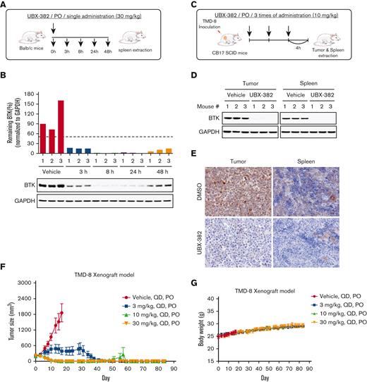 Evaluation of PD effect of UBX-382 in vivo. (A) Schematic overview of in vivo PD experimental design. (B) BTK levels at each dosing time (3, 8, 24, and 48 hours) were observed in spleen tissues extracted from mice (n = 3 per group). (C) Experimental scheme of in vivo PD experimental design in the xenograft model. (D) Western blot analysis of BTK levels in tumor and spleen samples of vehicle or UBX-382 treated group (n = 3 per group). (E) Immunohistochemical study of BTK levels in TMD-8 tumor and spleen tissues treated with DMSO or UBX-382. Paraffin sections of the tissues were visualized by 3,3-diaminobenzidine staining (n = 3 per group). (F) Graph showing tumor size following UBX-382 administration in the TMD-8 xenograft mouse models, with 9 mice in each group. Xenograft mice were subjected to oral UBX-382 (3, 10, and 30 mg/kg) for 3 weeks. UBX-382 was readministered to the 3 mg/kg group at a concentration of 30 mg/kg for 3 weeks 7 days after the discontinuation of the original dosing. (G) Bodyweight of CB17/severe combined immunodeficient mice treatment groups with TMD-8 xenografts after dosing with vehicle or UBX-382 (n = 9 per group). Data describing tumor growth and body weight are presented as the mean ± SEM. PO, by mouth; QD, daily.