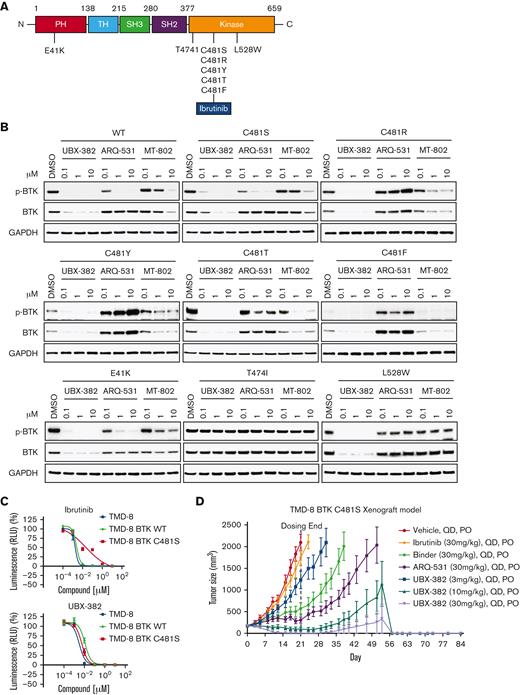 Potent degradation and inhibition of mutated BTK in vitro and in vivo with UBX-382 treatment. (A) Schematic domain structure of BTK with known mutant sites (B) Transient-expressing WT or various mutant BTK in HEK293 cells were treated with UBX-382, ARQ-531, or MT-802 for 24 hours in a concentration-dependent manner (0.1, 1, and 10 μM). BTK levels and Y223 phosphorylation were visualized by immunoblotting. GAPDH was used as an internal loading control. Data were obtained from 2 independent experiments (n = 2). (C) Parental TMD-8 cells, WT-, or C481S BTK–overexpressed TMD-8 cells were treated with the indicated concentration of ibrutinib or UBX-382 for 5 days to measure the inhibitory effect on proliferation. These experiments were performed in duplicates by Cell Titer-Glo 2.0 Assay. Data are presented as the mean ± SEM. (D) UBX-382 showed antitumor effects in TMD-8 BTK C481S in vivo models and induced tumor remission. TMD-8 BTK C481S cells were inoculated subcutaneously into the right flank of male CB17/severe combined immunodeficient mice. When tumors had reached over 180 to 200 mm3, the mice were divided into 7 groups and subjected to oral treatment with a control vehicle (n = 7), ibrutinib (30 mg/kg, n = 7), Binder (30 mg/kg, n = 7), ARQ-531 (30 mg/kg, n = 7), and UBX-382 (3, 10, 30 mg/kg, n = 7), respectively, each day for 21 days. Tumor volume (mean ± SEM) was observed for 84 days.