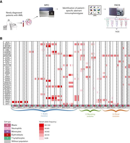 Reconstructing clonal evolution from dysplasia to AML. (A) Study design. BM aspirates collected from 358 patients with newly diagnosed AML were analyzed using MFC. In 21 patients, leukemic cells were isolated using FACS according to patient-specific aberrant phenotypes and so were cells of the neutrophil (Neutro), monocytic (Mono), and erythroid (Erythro) lineages whenever dysplastic phenotypes were observed in 1 or more lineages. T cells were systematically isolated for germline DNA. NGS of genes frequently mutated in myeloid neoplasms was performed in all cell types available in each patient. (B) Mutational status of 33 genes in T cells (T), neutrophils (N), monocytes (M), erythroblasts (E), and blasts (B) isolated from 21 patients at the onset of AML; cell types not available for NGS are represented with gray lines. Mutated genes were colored in a gradient of red according to the variant allele frequency (VAF). Three models were identified: (1) stable transition according to identical mutational landscapes in blasts and dysplastic cells; (2) branching evolution with blasts originating from leukemic stem cells other than the ones driving dysplasia, due to mutations absent in blasts and present in dysplastic cells; and (3) clonal evolution with new mutations in blasts onto mutations shared between these and dysplastic cells. (C) Percentage of mutations grouped according to functional categories that were simultaneously mutated in mature dysplastic cells and blasts (gray), or that were private in the former (blue) and the latter (purple). Functional categories with significantly different distributions were highlighted in bold.