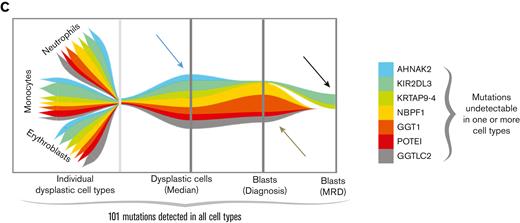 Different clonal involvement in dysplastic myelo-erythropoiesis, leukemic transformation, and chemoresistance. (A-B) Patients (Pat.) with undetectable (n = 5) and persistent (n = 5) MRD had phenotypically normal CD34+ HPCs and MRD cells, respectively isolated, whereas cells of the neutrophil, monocyte, and erythroid lineages were isolated in all patients. NGS of genes frequently mutated in myeloid neoplasms was performed in all cell types available in each patient. The VAF of mutated genes was colored in a gradient of gray. If 2 mutations in the same gene were detected, the 2 VAFs are indicated. (C) Representative patient with exome sequencing of dysplastic cell types, blasts at diagnosis, and persistent MRD. The fish plot illustrates different clonal compositions at different stages of disease progression. The blue arrow is pointing to a mutation present in dysplastic cells though absent in blasts at diagnosis and MRD, the olive arrow is pointing to mutations present in dysplastic cells and blasts at diagnosis though not at MRD, and the black arrow points to mutations present in MRD and dysplastic cells though not in blasts at diagnosis. The bar widths indicate the respective VAFs.