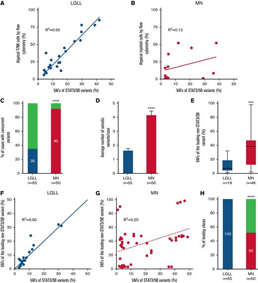 Correlation of STAT3/STAT5B variants with neoplastic cells identified by flow cytometry and genetic features in STAT3/STAT5B-mutant LGLLs and MNs. (A) VAFs of STAT3/STAT5B variants correlated with their corresponding percentage of atypical T or NK cells detected by flow cytometry (R2 = 0.92) in LGLLs whereas there seemed to be no such a correlation in those in (B) MNs (R2 = 0.12). (C) In patients with LGLLs, 35% had concomitant somatic pathogenic and likely pathogenic variants, whereas in patients with MNs, 92% (P < .0001) had at least 1 concomitant variant beyond STAT3/STAT5B variants. (D) The average number of somatic variants was significantly lower in patients with LGLLs (median, 1.7 per patient; range, 1-4 per patient) than in patients with MNs (median, 4.2 per patient; range, 1-8 per patient; ∗∗∗∗P < .0001). (E) The VAFs of the leading concomitant (beyond STAT3/STAT5B) variant in LGLLs (mean, 11.9, range 1 to 32) seemed to be significantly smaller than that in MNs (mean, 37.5, range 2 to 98; ∗∗∗ P = .0003). (F) In LGLLs, there seemed to be a significant correlation (R2= 0.90) between the VAFs of STAT3/STAT5B variants to the VAF of the leading non- STAT3/STAT5B variants, suggesting that STAT3/STAT5B variants are the leading variants in all patients with LGLLs (100% in panel H, blue). (G) This correlation did not exist in MNs (R2 = 0.20), and indeed the data suggested that 48% of all STAT3/STAT5B variants (above the dashed line in panel G) were a subclone (panel H; red; P < .0001).
