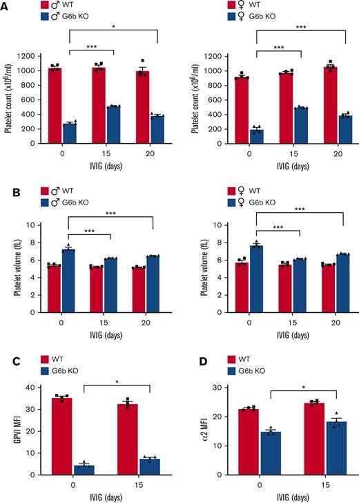 IVIG rescues partially macrothrombocytopenia in G6b-deficient mice.WT and G6b KO mice received 2 g/kg IVIG intravenously once a day for 20 days. (A) Platelet counts and (B) volumes were measured before (day 0), and 15 and 20 days after IVIG administration. IVIG partially rescued the macrothrombocytopenia observed in G6b KO mice 15 days after treatment (A-B), with this effect being reduced by day 20. (C) GPVI and (D) α2β1 platelet surface expression in WT and G6b KO mice measured using flow cytometry after 15 days of 2 g/kg IVIG administration. A marginal recovery of GPVI and α2β1 expression was observed in G6b-deficient treated mice. n = 4 mice per genotype per condition. ∗P < .05, ∗∗∗P < .001, 2-way ANOVA with Tukey’s test, mean ± SEM.