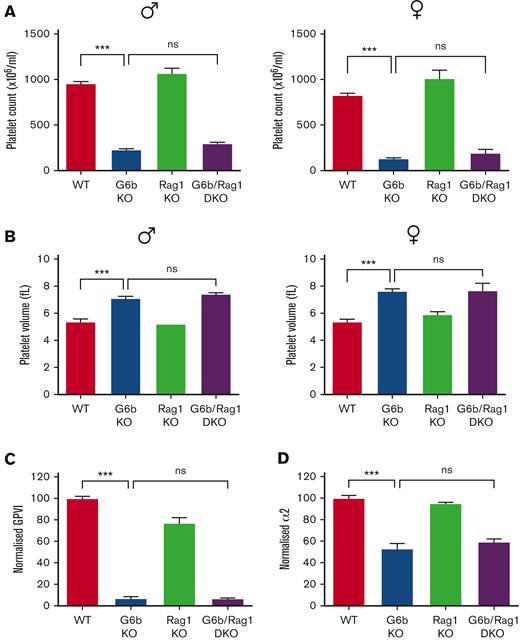 Ablation of the immune system does not rescue the macrothrombocytopenia in G6b-deficient mice. (A) Platelet counts and (B) volumes of WT, G6b KO, Rag1 KO, and G6b/Rag1 double-knockout (DKO) mice were measured, n = 10 to 26 mice per genotype. Rag1 KO mice exhibited normal platelet counts and volumes. However, deficiency of the immune response did not rescue the phenotype in G6b KO mice, as G6b/Rag1 DKO mice exhibited severe macrothrombocytopenia (A-B). (C) GPVI and (D) α2β1 platelet surface expression in WT, G6b KO, Rag1 KO, and G6b/Rag1 DKO mice was measured by flow cytometry, n = 8 to 10 mice per genotype. G6b/Rag1 DKO mice exhibited decreased GPVI and α2β1 expression, similar to those observed in G6b KO mice. ∗∗∗P < .001, 1-way ANOVA with Dunnett’s test, mean ± SEM.