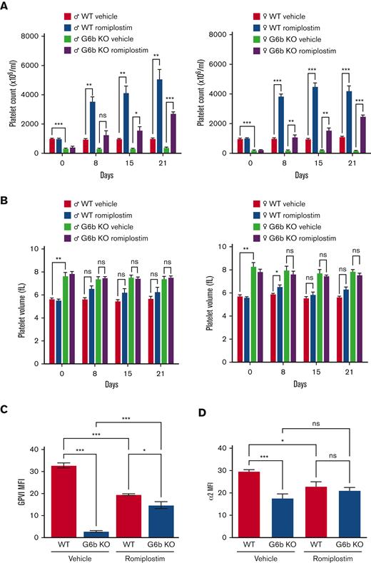 Romiplostim rescues thrombocytopenia in G6b-deficient mice. (A) Platelet counts and (B) volumes of WT and G6b KO mice were measured before (day 0) and after 8, 15, and 21 days of administration of 100 μg/kg body weight romiplostim. Romiplostim increased platelet counts in G6b KO mice but did not affect platelet volume. (C) GPVI and (D) α2β1 platelet surface expression in WT and G6b KO mice measured by flow cytometry before (vehicle) and after 21 days of romiplostim administration. Results are expressed as the mean fluorescent intensity (MFI) ± SEM. In WT mice, romiplostim induces a 40% reduction in GPVI expression and 25% reduction in α2β1 expression. However, romiplostim induced a 5-fold increase in GPVI expression in G6b KO mice but had no effect on α2β1 expression. n = 8 mice per condition. ∗P < .05, ∗∗∗P < .001, 2-way ANOVA Tukey’s test.