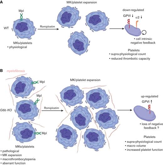 Effects of romiplostim in WT and G6b-B–deficient mice. Romiplostim is a thrombopoietin receptor agonist clinically used to treat chronic ITP. It mimics thrombopoietin binding to its receptor, Mpl, therefore driving differentiation and maturation of MKs. In this study, we demonstrate that (A) treatment of WT mice with romiplostim leads to an 8-fold increase in platelet counts to supraphysiological levels. It also reduces GPVI and α2β1 expression in WT mice. We hypothesize that romiplostim drives a cell intrinsic negative feedback pathway that autoregulates platelet reactivity to collagen depending, suppressing their thrombotic capacity. (B) Romiplostim successfully rescued thrombocytopenia in G6b KO mice, with an increase in the platelet counts to physiological levels. It also partially rescued GPVI expression and platelet reactivity to collagen in G6b KO mice, suggesting a loss of negative feedback. Romiplostim proved to be the most effective therapy tested for rescuing the platelet phenotype in G6b KO mice.
