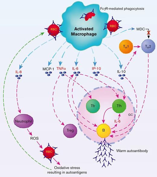 Hypothetical schematic representation of proposed interplay between cytokine biomarkers and immune cells in wAIHA. Activated macrophages in spleen and/or liver produce wAIHA biomarkers IL-6, IL-8/CXCL8, IL-10, MCP-1/CXCL2, IP-10/CXCL10, TNFα, and MDC/CCXL22. IL-6, TNFα, and IL-10 dysregulate the humoral immune response in GC. TNFα downregulates T regulatory (Treg) cells in the periphery and Tfr cells in the GC. IL-10 is essential for generation of GC B-cell response; IL-6, produced by activated macrophages and plasmablast B cells, enhances gene transcription and function of Tfh cells that pushes and maintains autoantibody production. IL-8/CXCL8 may play a pivotal role in inducing autoantigens on the RBC because of ROS-induced oxidative stress. MCP-1 and IP-10 may indicate severity of wAIHA as MCP-1 is produced from macrophages owing to antibody-sensitized RBCs binding to FcRs, and IP-10 is necessary for effector T-cell generation and may influence Tfh effector cells as well. Down regulation of MDC may help to shift the TH2 response to a more inflammatory TH1 response and help drive the wAIHA. Cytokine/chemokines in red are potential biomarkers of wAIHA.