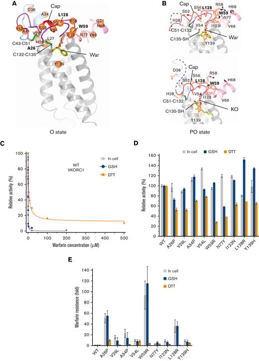 Redox state determines the warfarin sensitivity of wild-type VKOR and the resistance level and catalytic activity of WR mutants. (A) Structural locations of the WR mutations (spheres) identified from patients. The mutations are either at the warfarin (War) binding pocket or at peripheral regions, stabilizing this pocket. The VKOR structure in the O state (PDB 6WV3) is shown. (B) VKOR structures in the PO state with warfarin (PDB 6WV4; top) and KO (PDB 6WV5; bottom). WR mutations (side chains) interfering with warfarin binding should also affect KO binding. The Cys51-Cys132 disulfide bond stabilizes the cap region despite the disorder of a preceding region (dashed line). (C) The warfarin inhibition curves of wild-type (WT) VKOR in cells and with GSH and DTT. Because DTT has a much lower redox potential than GSH, the overly reduced VKOR is not in the stable O or PO state (panels A-B) and is prohibited from binding warfarin. (D) Relative activities of WR mutants (normalized to WT). Activities of WR mutants in GSH are close to those observed in cells. In contrast, DTT reduction interferes with substrate binding that is further weakened by WR mutations, resulting in lower relative activities. (E) Resistance levels of WR mutants in GSH correspond well with their cellular resistance levels. With DTT, however, most WR mutants do not show resistance.