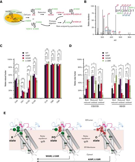 MS-based footprinting reveals that severe WR mutants induce the shift of the VKOR active site to an aberrantly reduced state. (A) Scheme of MS-based footprinting. VKOR cysteines located in the ER are in equilibrium between oxidized and reduced states, and those in the cytosol or inside the ER membrane remain reduced. The membrane permeable NEM (ie, NEM-d0) is used to label all reduced cysteines in cells. After cell lysis, the oxidized cysteines are subsequently reduced by tris(2-carboxyethyl)phosphine hydrochloride (TCEP), labeled by the NEM-d5 isotopologue, resulting in a mixture of d0 and d5 proteins, and digested. MS quantification to provide the ratio of the isotopically labeled peptides gives the redox state of each cysteine in the cells. (B) Representative product-ion (MS/MS) spectrum of a peptide with both Cys132 and Cys135 labeled by NEM-d5. (C) Relative reduced levels of cysteines in WT VKOR and severe WR mutants. All 3 severe WR mutants shift Cys51 and Cys132 to an aberrantly reduced state. As controls, Cys16 (TM1), Cys85 (TM2), and Cys96 (cytosolic loop) remain in the reduced state in WT and mutants. The error bars are from 3 different peptides and two-tailed student t test are used. ∗P < .05, ∗∗P < .01, ∗∗∗P < .001. (D) Relative redox fractions of cysteine pairs. The severe WR mutants shift Cys132/Cys135 at the active site to an aberrantly reduced state. (E) Structural interpretation of MS detected the state of VKOR cysteines. Severe WR mutants shift the cellular state of Cys132/Cys135 from PO or O state to R state. WT, wild-type.