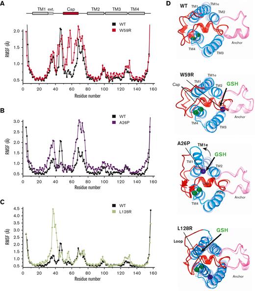 MD simulation shows that severe WR mutations expose the VKOR active site for GSH reduction. (A) RMSF comparison shows that Trp59Arg mutation induces large movement of the cap domain. (B) RMSF comparison shows that Ala26Pro induces aberrant movements in the TM1 helical extension and in the anchor domain. (C) RMSF comparison shows that Leu128Arg induces movements of a loop preceding the cap domain. All MD simulations (100 ns) were repeated 3 times and similar results were obtained. (D) The structural movements expose the active site for GSH reduction. Cys132 and Cys135 are shown in green spheres and Trp59Arg, Ala26Pro, and Leu128Arg in blue. For WT and each mutant, the starting MD model is shown in light blue, pink, and red colors, and a representative conformation during the MD simulation is shown in darker colors. Full structural movements during the 100 ns simulation are shown in supplemental Movie 1. The arrows indicate the opening of the sites to which GSH may gain access. TM1e, helical extension of TM1; WT, wild-type.