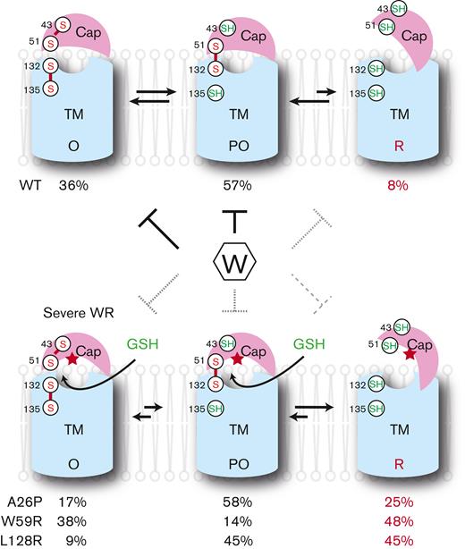Mechanism of severe WR mutations. Top, in the cellular environment, wild-type (WT) VKOR is largely oxidized (O and PO state), and only a small fraction is in the R state. The fractions of these states are measured by in-cell MS footprinting (Figure 2A). The arrows indicate redox equilibrium, and the short arrow indicates a small propensity for shifting to the R state. Bottom, severe WR mutations (indicated by red star) hinder warfarin binding (dashed lines) and increase the exposure of the VKOR active site to GSH. The increased GSH reduction generates high levels of the R state that is poorly inhibited by warfarin (thin dashed line), resulting in large warfarin-uninhibited activity that manifests as severe WR. In absence of warfarin, the high R state activity compensates for weakened substrate binding, explaining the general lack of VKCFD phenotype.