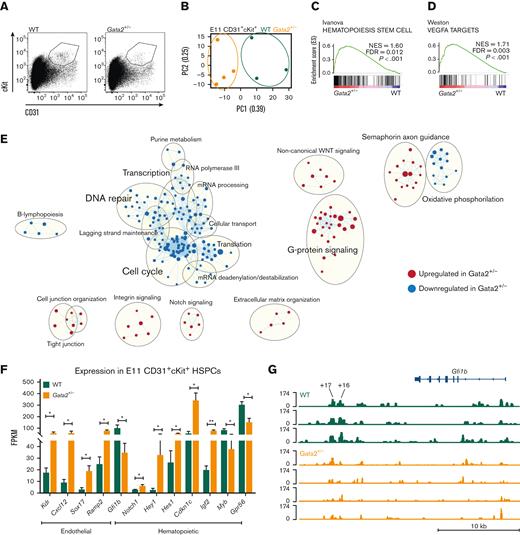 E11 Gata2+/− HSPCs exhibit aberrant hematopoietic and endothelial transcriptome. (A) Sorting strategy for CD31+cKit+ cells from E11 WT (left) or Gata2+/− (right) embryos. (B) PCA of the E11 WT (green) and Gata2+/− (orange) HSPCs. Dots represent the transcriptome of CD31+cKit+ cells from individual embryos (WT, n = 4; Gata2+/−, n = 3). Gene sets upregulated in Gata2+/− HSPCs compared with WT HSPCs in GSEA for Hematopoiesis stem cell (C) and Vegfa targets (D). (E) Network analysis comparing E11 WT and Gata2+/− HSPCs. Red dots show upregulated gene sets and blue dots show downregulated gene sets in Gata2+/− HSPCs compared with those in WT. (F) Comparison of the fragments per kilobase of exon per million fragments mapped (FPKM) values of endothelial (Kdr, Cxcl12, Sox17, and Ramp2) and hematopoietic (Gfi1b, Notch1, Hey1, Hes1, Cdkn1c, Igf2, Myb, and Gpr56)–specific genes between WT and Gata2+/− HSPCs. (G) Comparison of open chromatin between CD31+cKit+ cells isolated from individual E11 WT (N = 3, green) or Gata2+/− (N = 4, orange) embryos visualized using Integrative Genomics Viewer software. Accessible chromatin for Gfi1b and its +16 and +17 distal enhancer regions was analyzed. The peak range was set to minimum = 0 and maximum = 174 for all samples. The tool bar was 10 kb long. Error bars represent standard error of the mean. ∗P < .05, ∗∗P < .01.