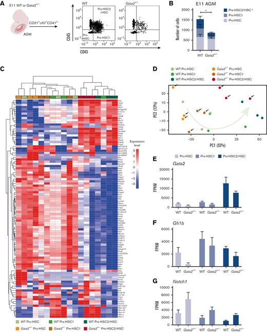 HSPC maturation within IAHCs is impaired in Gata2+/− during EHT. (A) Gating strategy to determine HSPC maturation of E11 WT and Gata2+/− AGMs. Representative images of pro-HSC, pre-HSC1, and pre-HSC2 gating obtained from the WT (left) or Gata2+/− (right) AGMs. (B) Quantification of the number of pro-HSC, pre-HSC1, and pre-HSC2 populations in E11 WT (n = 11) or Gata2+/− (n = 13) AGMs. (C) Unbiased heatmap of the transcriptomic signatures of pro-HSC, pre-HSC1, and pre-HSC2 populations from 3 independent E11 WT or 3 independent Gata2+/− AGMs. (D) PCA showing the transcriptome of each sample obtained by RNA sequencing. Black arrows indicate Gata2+/− samples. The green arrow indicates the maturation trajectory based on the transcriptome of WT HSPCs. FPKM values of Gata2 (E), Gfi1b (F), and Notch1 (G) depicted for each stage of maturation and compared between the WT and Gata2+/−. Error bars represent standard error of the mean. Color code for samples according to genotype: WT samples in the shades of green and Gata2+/− samples in the shades of orange. Color code for maturation steps: pro-HSCs, light gray; pre-HSC1, gray; pre-HSC2, dark blue. ∗P < .05.