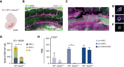 Both IAHCs and SBCs are depleted in Gata2+/− AGMs. (A) Illustration of the AGM region dissected for analysis of E11 WT or Gata2+/− embryos. Representative images of CD31+cKit+ cells obtained by confocal imaging of E11 WT AGM (B), Gata2+/− AGM (C), IAHCs (D), SBC (E), and aortic lumen (AL) (F) cell. Scale bars, 50 μm. (G) Quantification of CD31+cKit+ cells located in IAHCs, as SBCs, and AL cell within E11 WT (n = 3) and Gata2+/− (n = 4) AGMs. (H) FPKM values of CD27 depicted for each stage of the maturation and compared between WT and Gata2+/−. Error bars represent standard error of the mean. ∗P < .05, ∗∗P < .01.