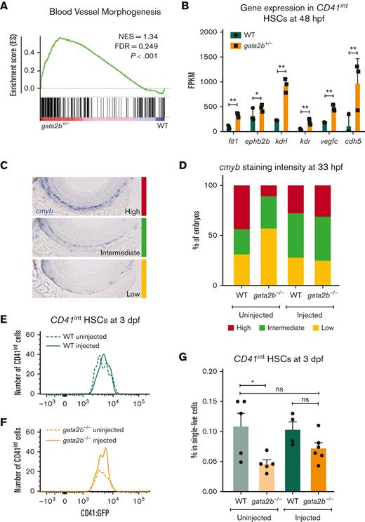 gfi1b induction restores the number of embryonic HSCs in gata2b−/− zebrafish. (A) Gene set enrichment plot depicting the expression of genes involved in blood vessel morphogenesis, highly enriched in gata2b+/−CD41int cells at 48 hpf compared with WT. (B) Expression data of endothelial markers from RNA sequencing results of CD41int HSCs of WT (green) and Gata2b+/− (orange) HSCs at 48 hpf in 3 biological replicates. Significance is shown as ∗adjusted P < .05 and ∗∗adjusted P < .001. (C) Representative images of 3 different staining intensities of cmyb whole-mount in situ expression detecting HSPCs along the dorsal aorta of 33 hpf zebrafish embryos. High cmyb expression is depicted in red, intermediate cmyb expression is depicted in green, and low cmyb expression is depicted in yellow. (D) Quantification of cmyb signal intensity analyzed at 33 hpf using ISH and compared between uninjected (WT, n = 2; gata2b−/−, n = 16) and injected (WT, n = 18; gata2b−/−, n = 16) WT and gata2b−/− embryos. Representative images of the number of CD41int HSCs compared between the uninjected (n = 5) and injected (n = 4) groups of WT (E), and uninjected (n = 5) and injected (n = 6) groups of gata2b−/− embryos (F). (G) The proportion of CD41int HSCs compared between the uninjected and injected groups of WT and gata2b−/− embryos. The dots represent individual samples and each sample contains 4 pooled embryos. dpf, days postfertilization; FACS, fluorescence-activated cell sorting; FDR, false discovery rate; GFP, green fluorescent protein; NES, normalized enrichment score.