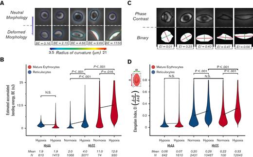 Adhered mature erythrocytes accumulate greater membrane deformation than adhered reticulocytes. (A) Representative images of red blood cells for various accumulated bending energy (BE) estimates are presented. The change in the radius of curvature along the periphery during deformation provides an estimate of the accumulated BE. (B) Accumulated BE are not different between HbAA mature erythrocytes and reticulocytes. However, it is estimated that HbSS mature erythrocytes that adhere to LN under hypoxia have 3 times more accumulated BE than reticulocytes. (C) Representative images of red blood cells with various EIs are presented. Major (A, red line) and minor (B, green line) axes are obtained by fitting an ellipsis to a binary mask (bottom row) generated for each cell (upper row). The EI is 0 for perfectly circular cells. (D) EI of adherent reticulocytes (blue) and mature erythrocytes (red) for HbAA and HbSS are presented. A shear rate of 100 s–1 causes a slight elongation of HbAA; however, the EI of mature erythrocytes is not different from that of reticulocytes in HbAA. In HbSS, hypoxia induces greater elongation of mature erythrocytes and reticulocytes. HbS-containing erythrocytes have significantly greater mean EI than HbS-containing reticulocytes under hypoxia, but not under normoxia. Lines connect means, and P values were calculated using a 1-way ANOVA test.